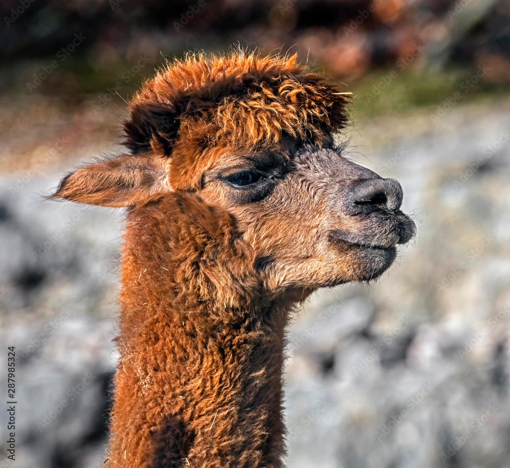Obraz premium Red alpaca`s head. Latin name - Vicugna pacos 