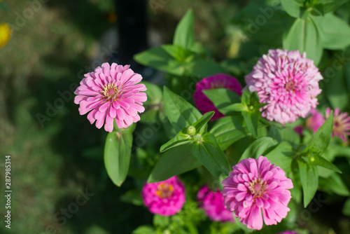 Pink Zinnia flower in garden