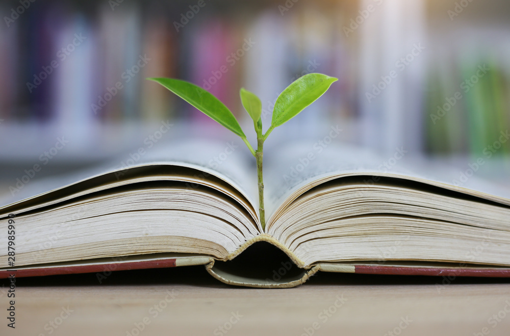 Education concept with tree of knowledge planting on opening old big ...