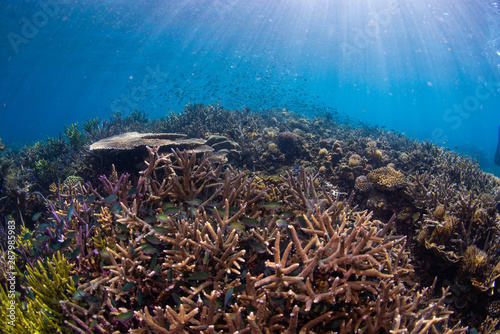 Coral Restoration in Indonesia Seastars