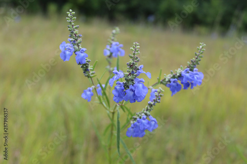 Wild blue sage in Morton Grove  Illinois  a threatened species in the state