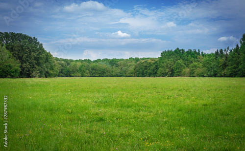 Fototapeta Naklejka Na Ścianę i Meble -  Beautiful green meadow