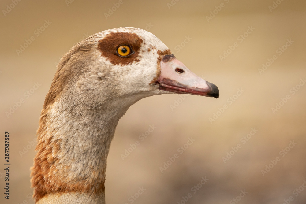 Fototapeta premium Goose face