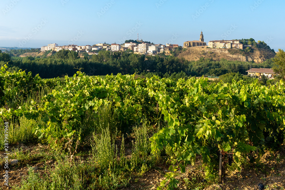 Vineyards in summer with Haro village as background, La Rioja, Spain