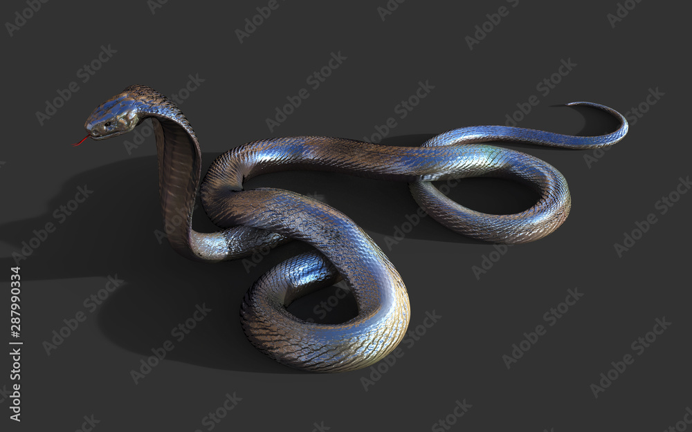 Obraz premium 3d King Cobra The World's Longest Venomous Snake Isolated on Black Background, King Cobra Snake, 3d Illustration, 3d Rendering