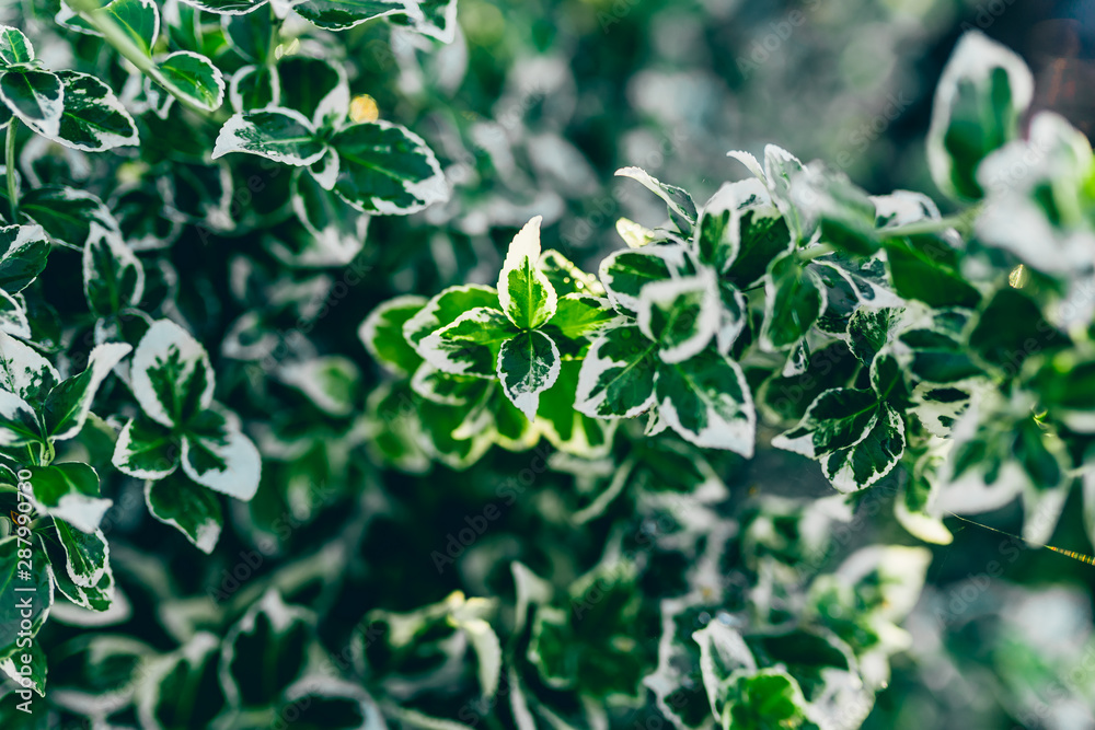 Natural green leaves background