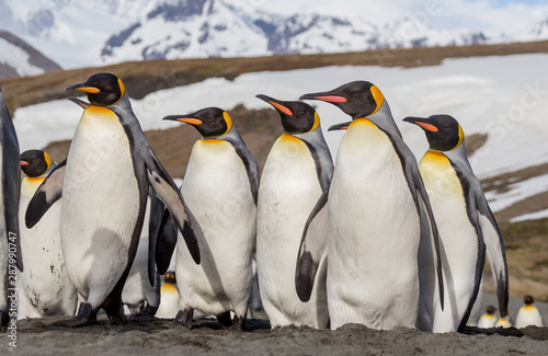 Close up of flock of king penguins from low angle