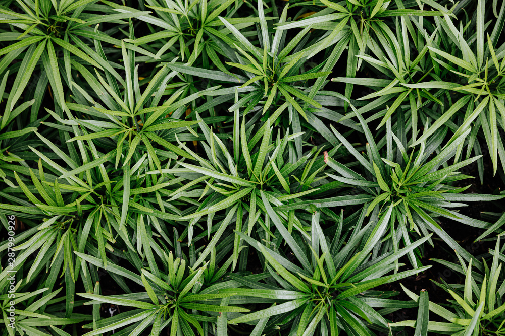 View from above green grass background texture. View from above green grass background texture.