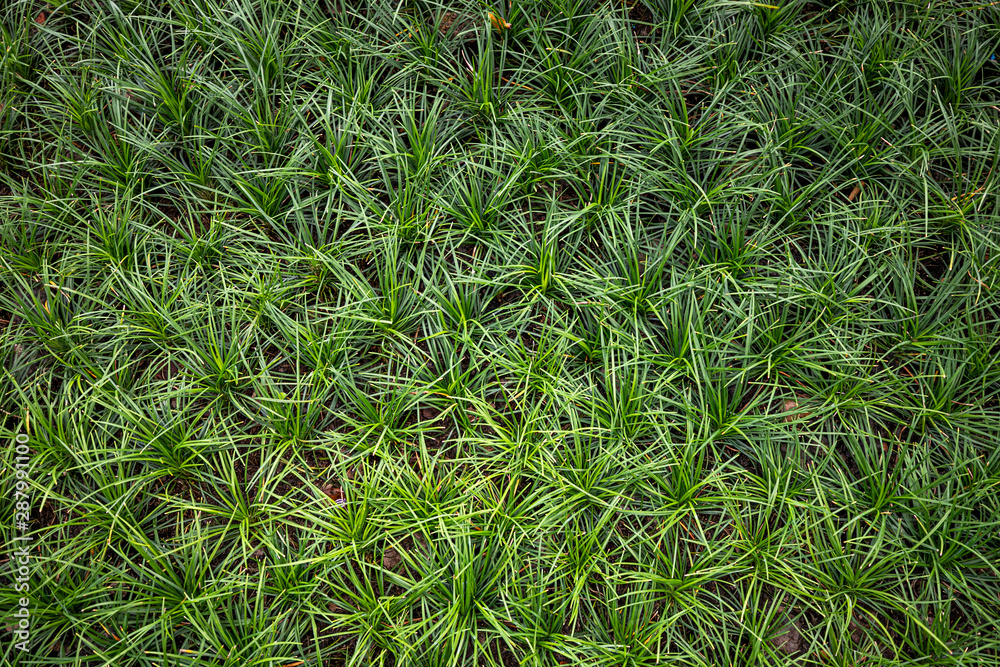 View from above green grass background texture. View from above green grass background texture.