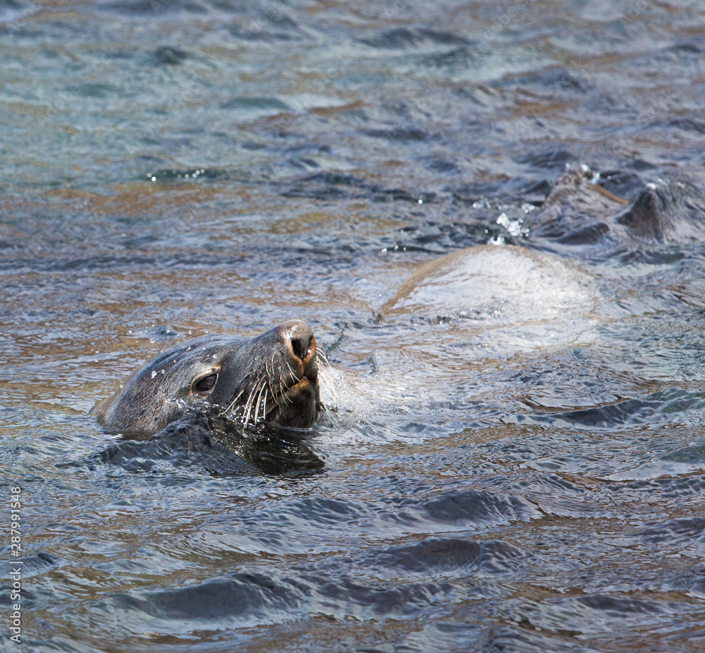 Fototapeta premium Fur seal pokes his nose in the air to breath