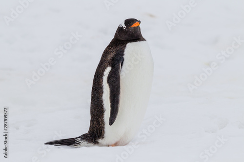 Gentoo penguin in snow looking right