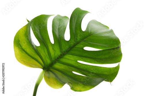 Green monstera leaf isolated on white background