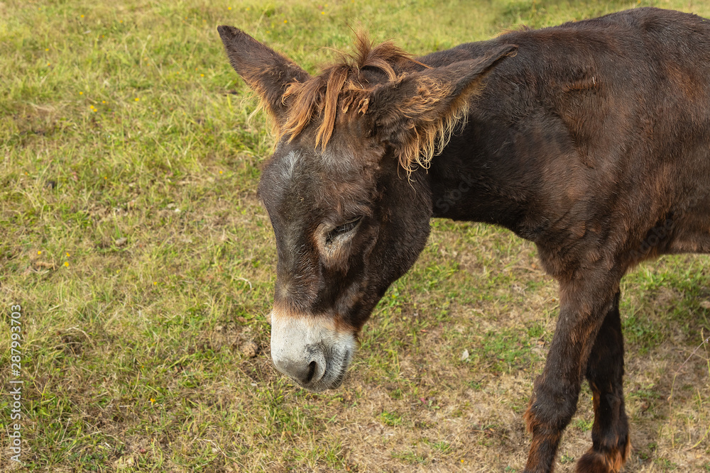 donkey portrait isolated in the field. look down donkey portrait isolated in the field. look down