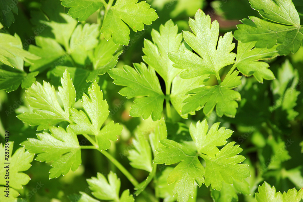 spicy parsley growing in the garden. spicy parsley growing in the garden.