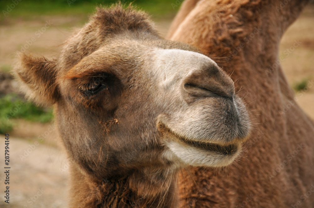 Obraz premium Camel in the zoo close-up. Animals, nature, mammals