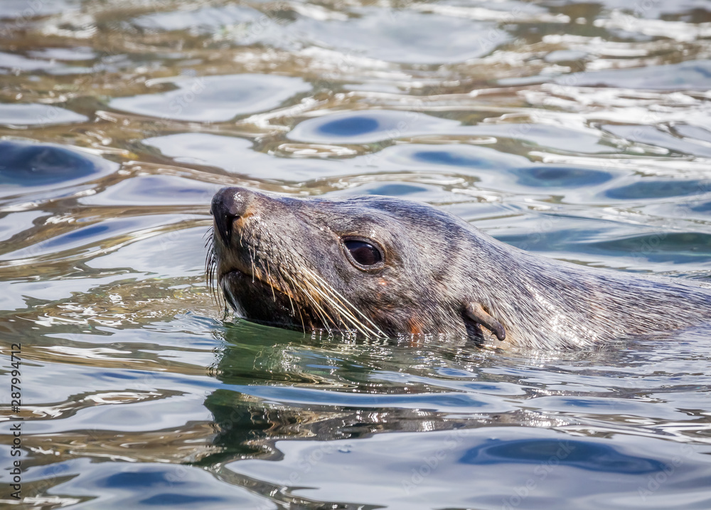 Swimming fur seal swims near South Georgia Islands Swimming fur seal swims near South Georgia Islands