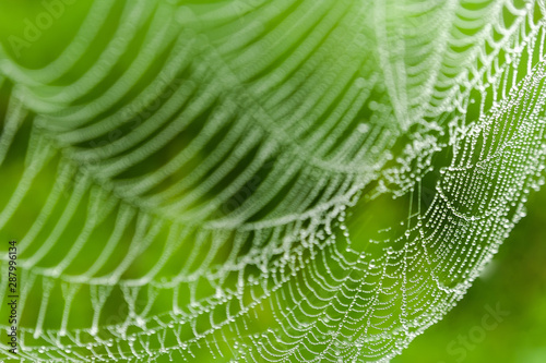 background spider web in morning dew drops on green grass. sun glare