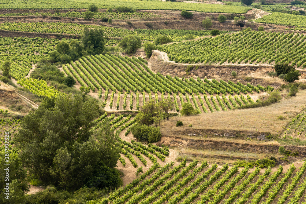 Vineyards in summer, La Rioja, Spain