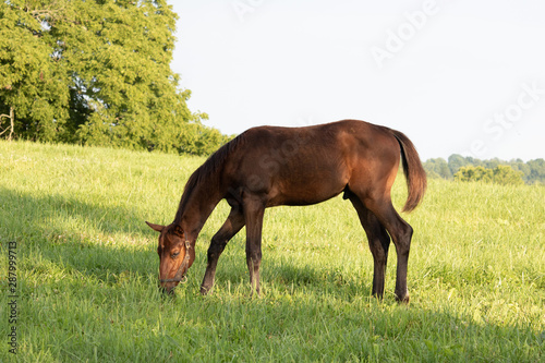 Foal grassing on grass