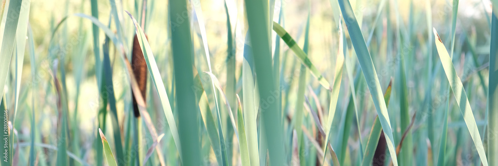 These large reeds are sometimes called bulrushes. - obrazy, fototapety, plakaty 