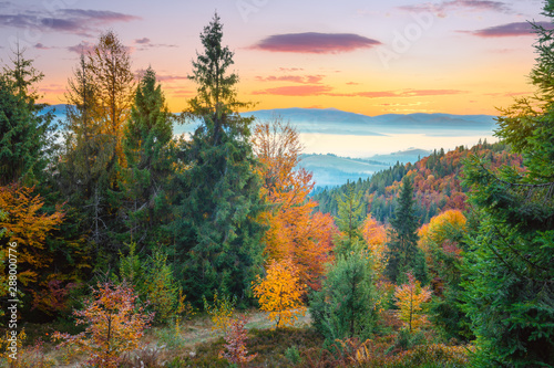 Autumn colorful forest in Mountains before sunrise