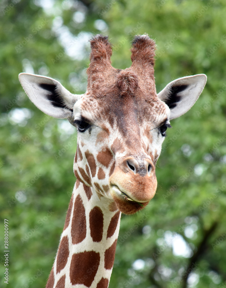 portrait of giraffe portrait of giraffe