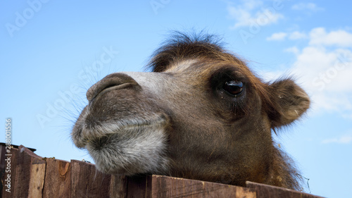 funny camel muzzle against the blue sky
