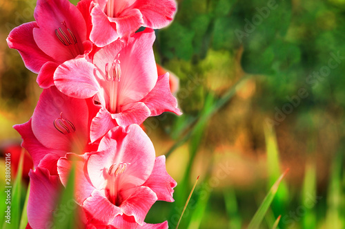 Delicate pink-red gladiolus blooms in the garden photo