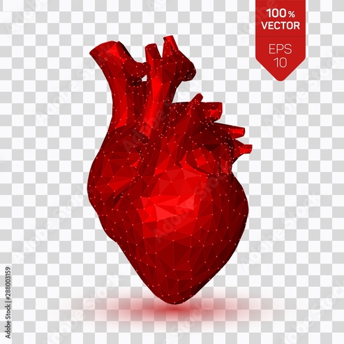 Heart. Low poly human heart. Abstract anatomy organ. Medicine concept. 3D isolated polygonal vector illustration.