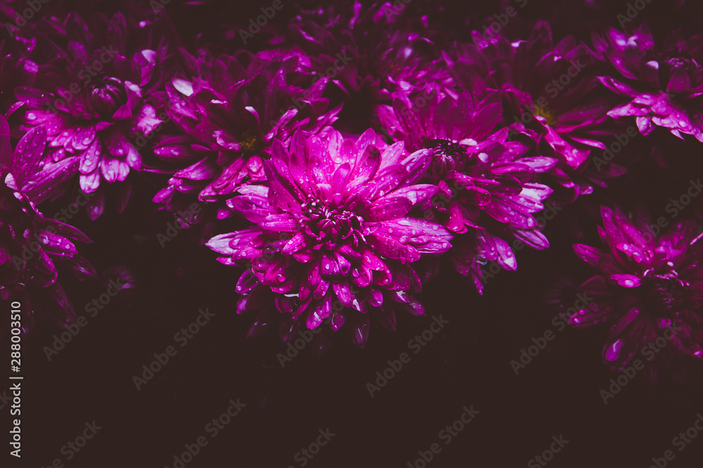 large group of purple flowers 