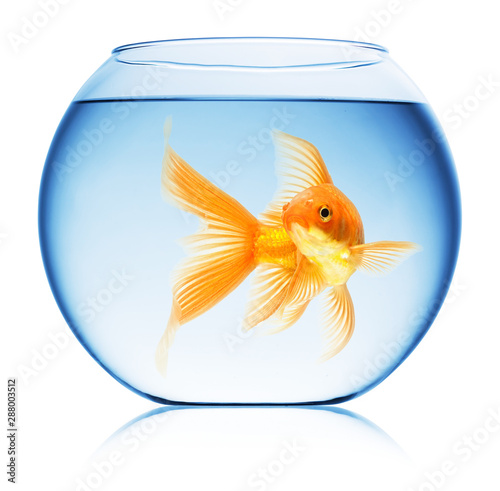 Close up view of fish bowl isolated