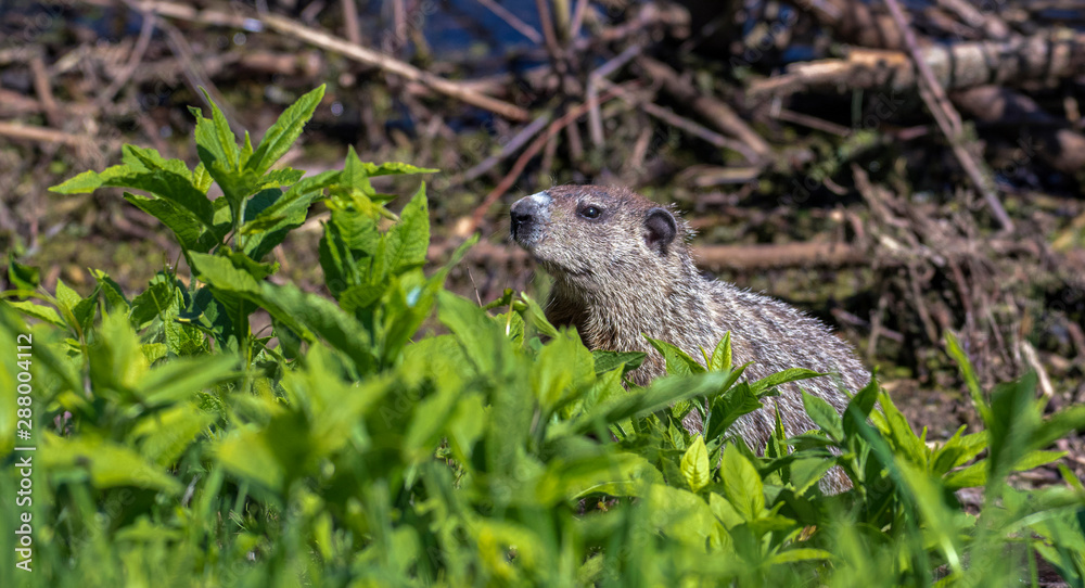 Ground Hog Ground Hog