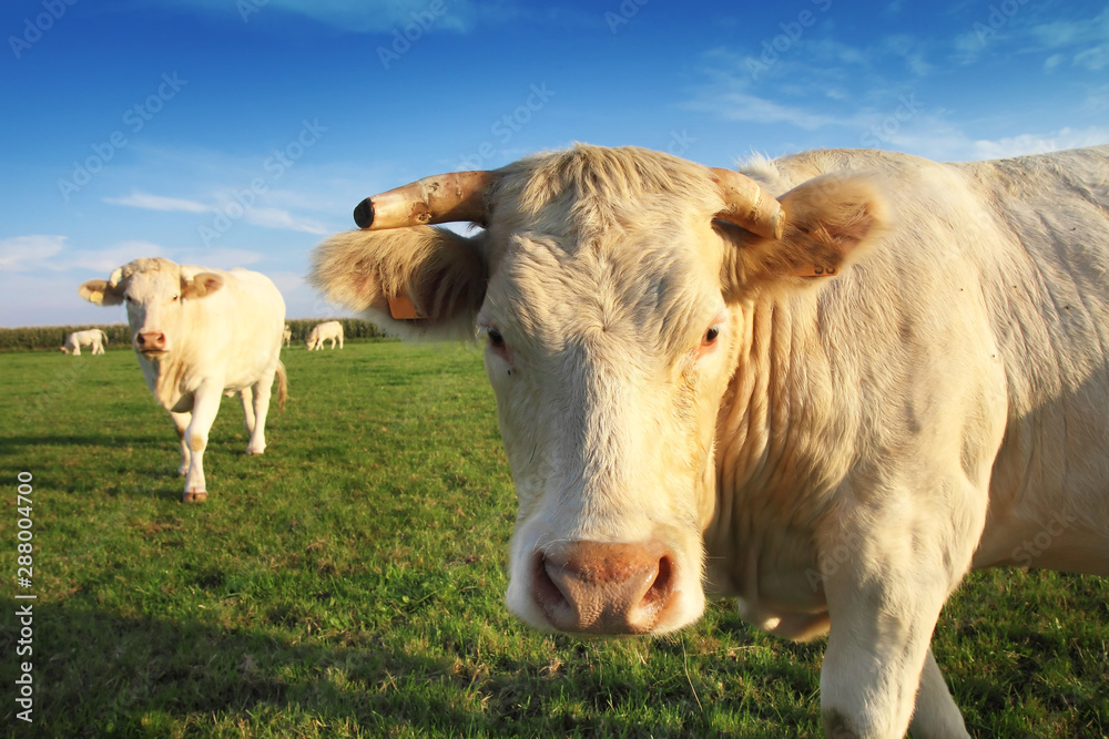 Belle vache blonde d'aquitaine dans un champ