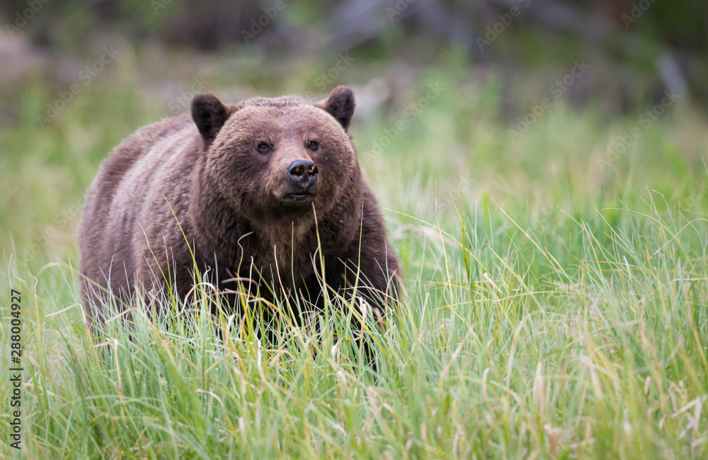 Fototapeta premium Grizzly bear in the wild
