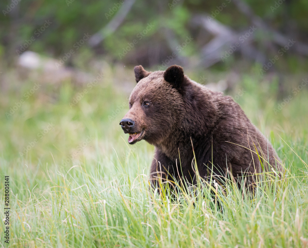 Fototapeta premium Grizzly bear in the wild