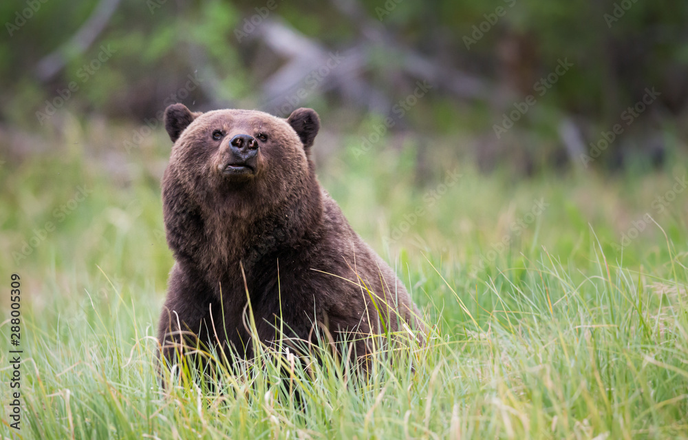 Fototapeta premium Grizzly bear in the wild