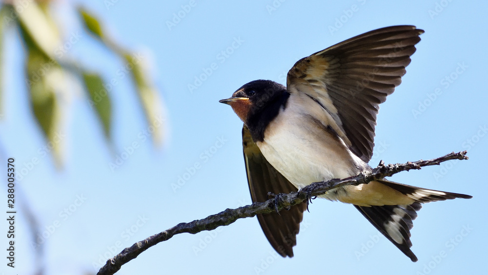 Young barn swallow, Hirundo rustica, about to land on a branch Young barn swallow, Hirundo rustica, about to land on a branch