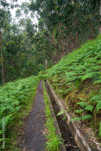 The levada Pedregal meanders through the eucalyptus forest photo