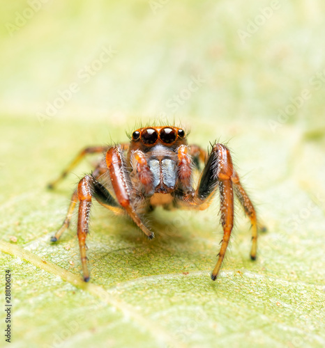 Beautiful Colonus sylvanus, Sylvana Jumping Spider with his orange eyelashes looking up while resting on an Oak leaf