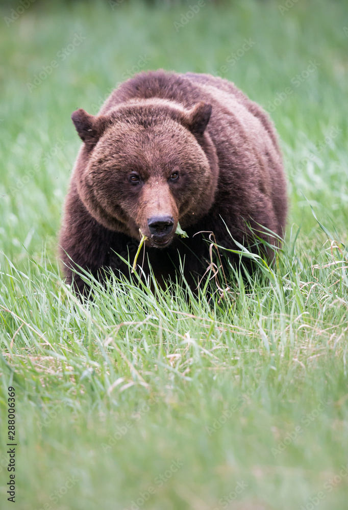 Fototapeta premium Grizzly bear in the wild
