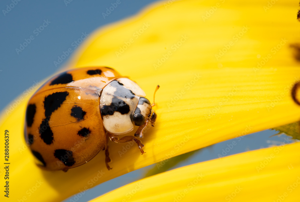 Asian Ladybeetle, Harmonia axyridis, on a bright yellow wild Sunflower petal with blue sky background Asian Ladybeetle, Harmonia axyridis, on a bright yellow wild Sunflower petal with blue sky background