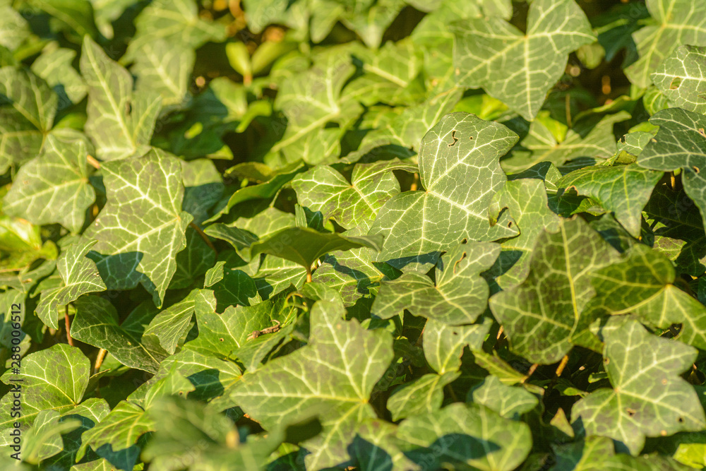 ivy background green leafs detail ivy background green leafs detail