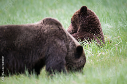 Grizzly bear in the wild