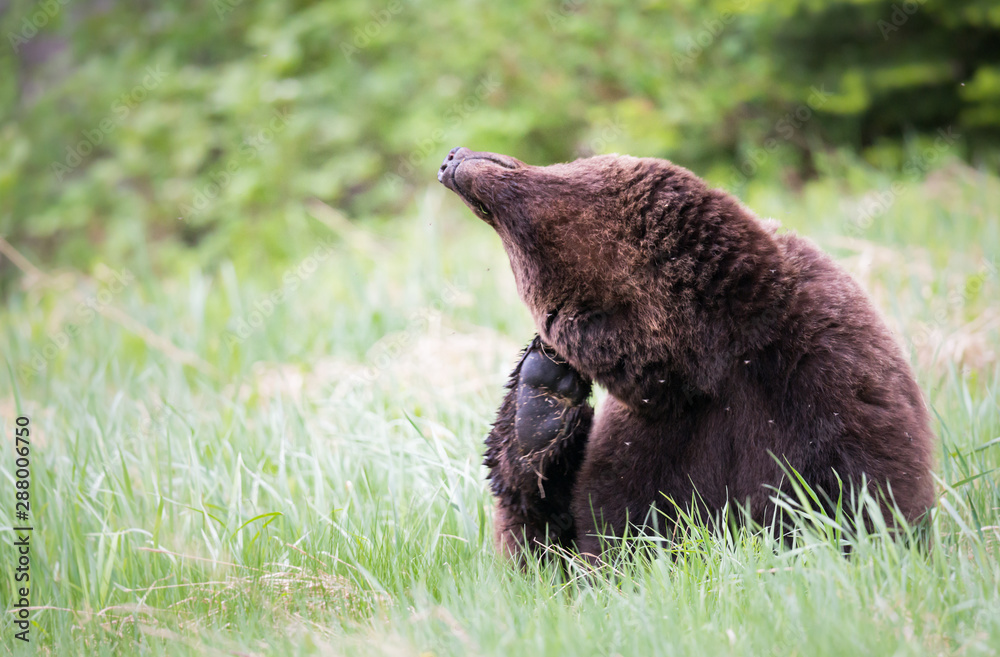 Fototapeta premium Grizzly bear in the wild