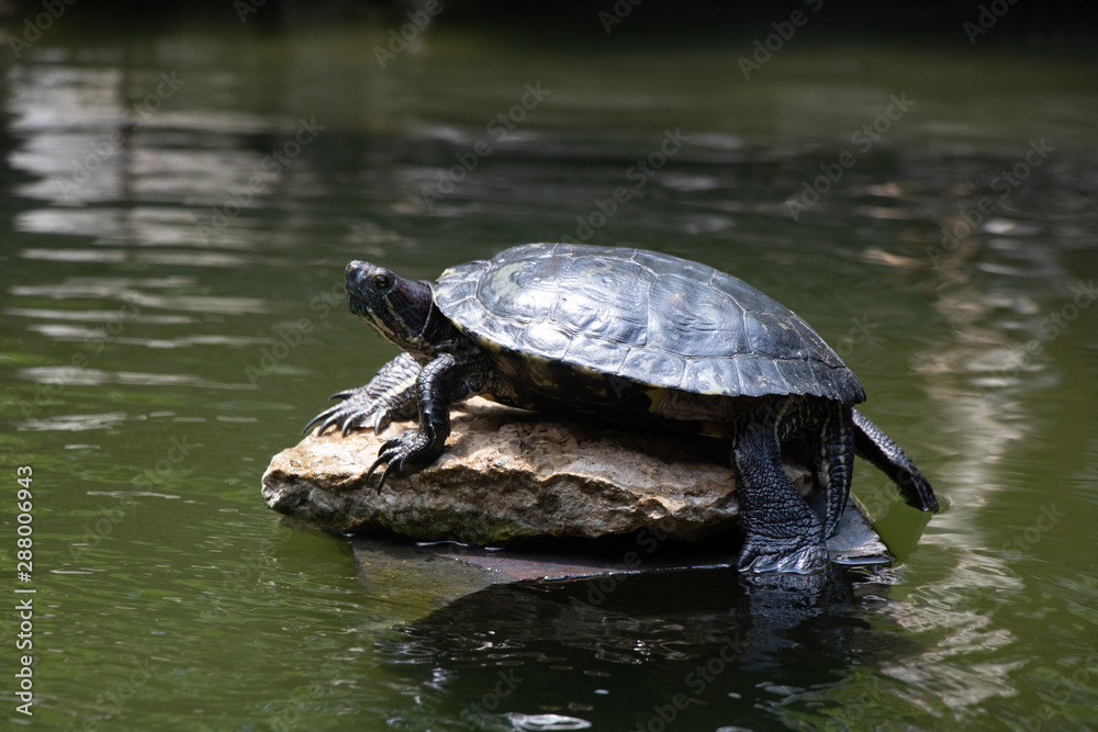 Obraz premium Turtle resting on a large rock
