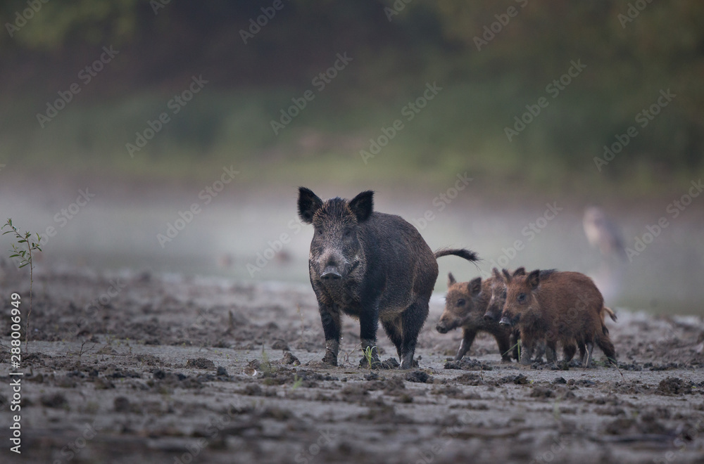 Wild boar with piglets walking in mud - obrazy, fototapety, plakaty 
