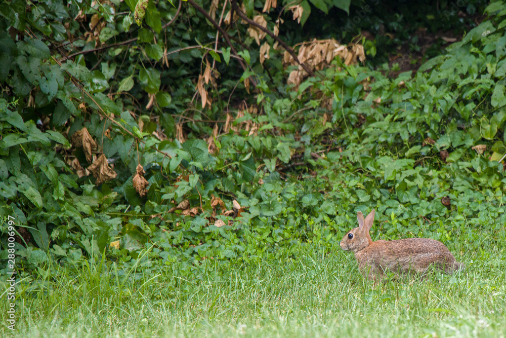Fototapeta premium Young rabbit making way thru field