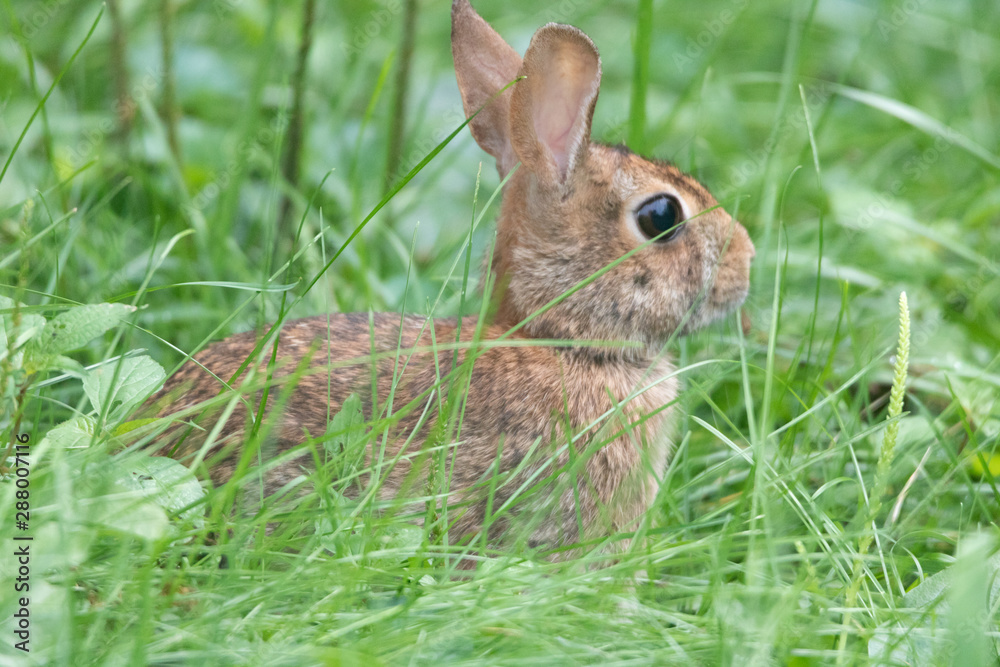Fototapeta premium Closeup of rabbit facing right