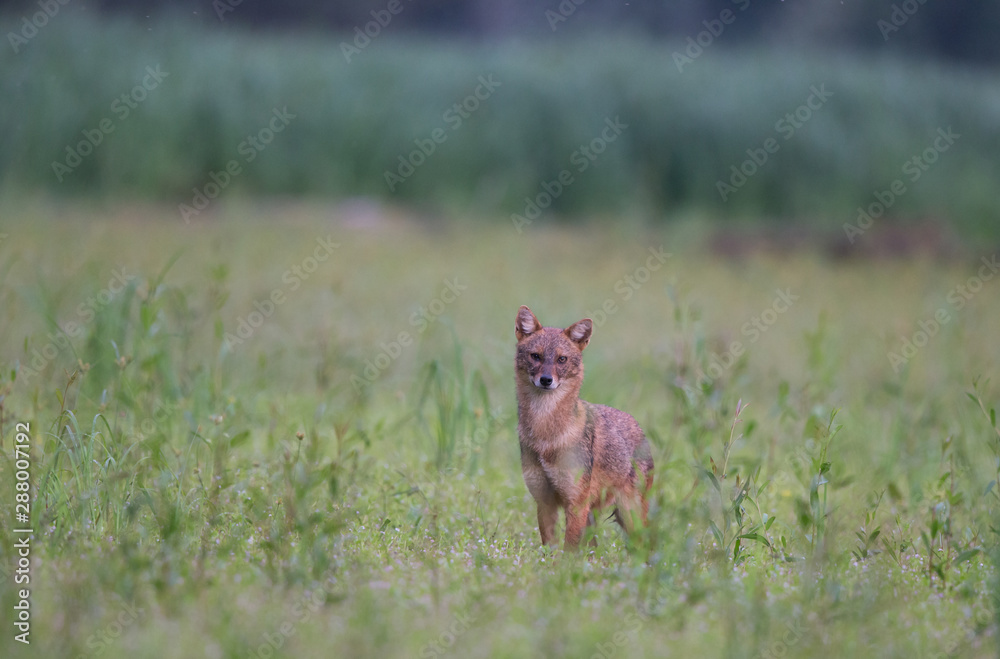 Golden jackal in high grass Golden jackal in high grass
