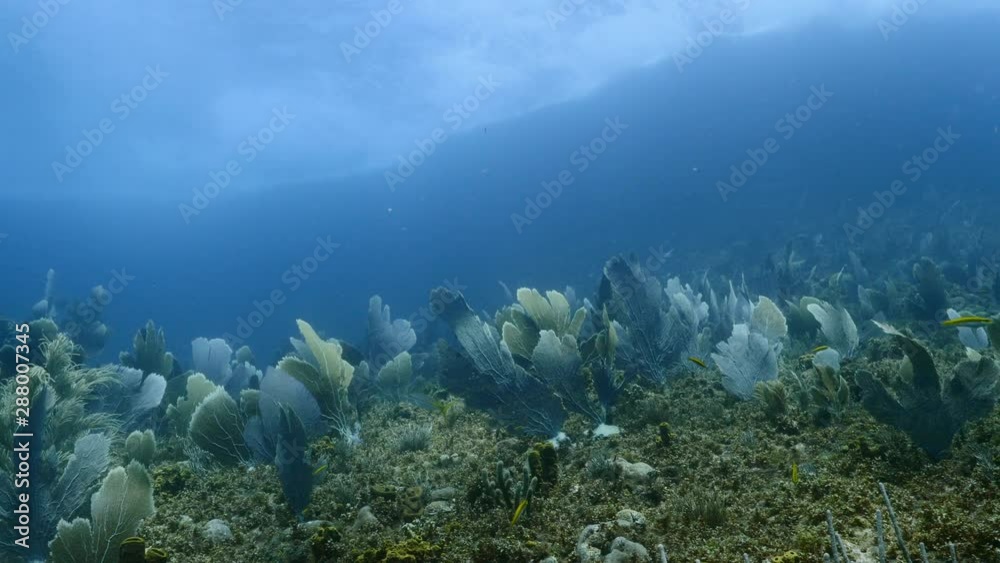 Seascape of coral reef in the Caribbean Sea around Curacao with gorgonian coral Seascape of coral reef in the Caribbean Sea around Curacao with gorgonian coral